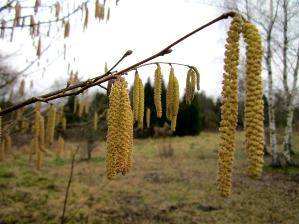 20130217Haselnuss_Tierfriedhof_Saarbruecken2