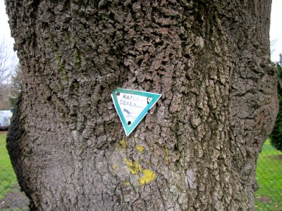 20130217Alte_Eschen_Saarbruecken4