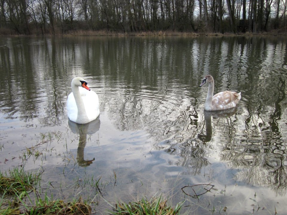 20130207Cygnus_olor2