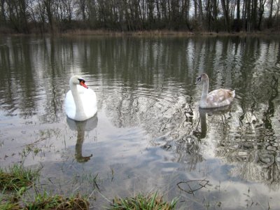 20130207Cygnus_olor2