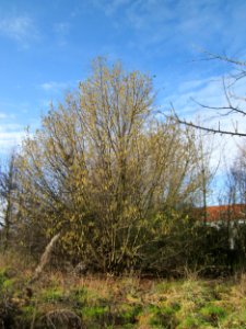 20130131Haselnuss_Hockenheim07