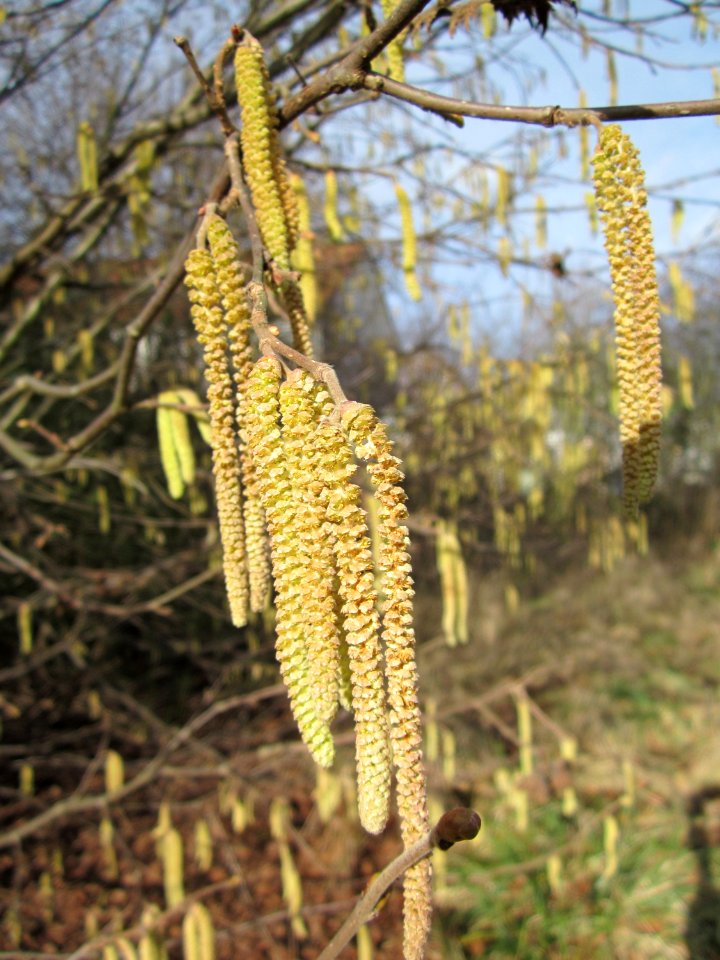 20130131Haselnuss_Hockenheim10