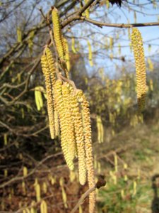 20130131Haselnuss_Hockenheim10