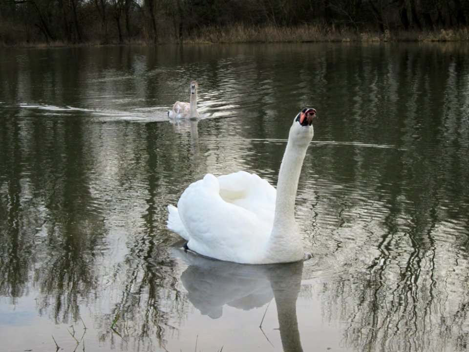 20130207Cygnus_olor1
