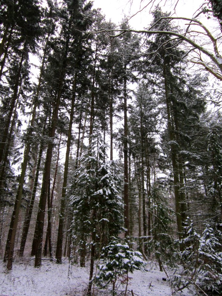 20130117Untere_Lusshart07