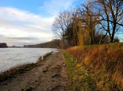 20130207Rheindamm_Altlussheim10