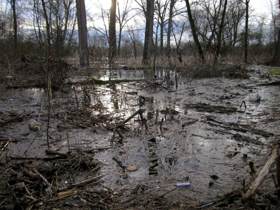 20130207Rheinwald_Altlussheim3