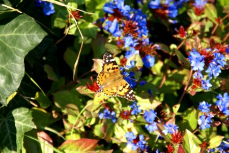2013.10.01.144500_Vanessa_cardui_(Distelfalter)_(Painted_Lady)_Philosophenweg_Heidelberg