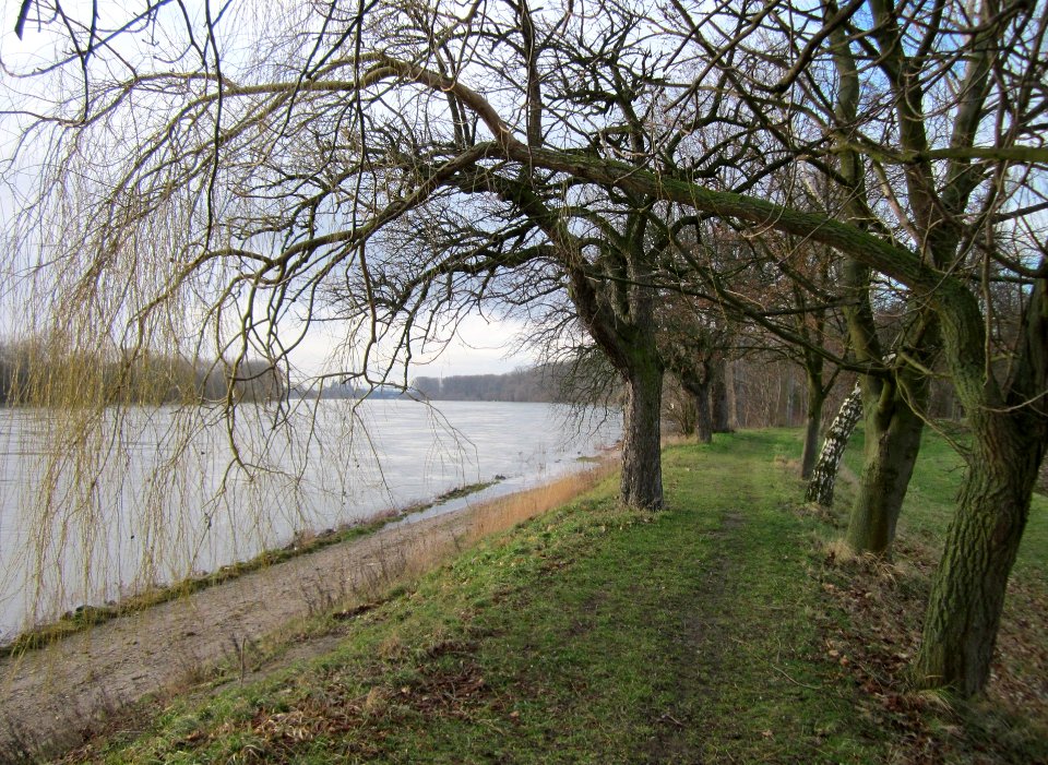 20130207Rheindamm_Altlussheim03