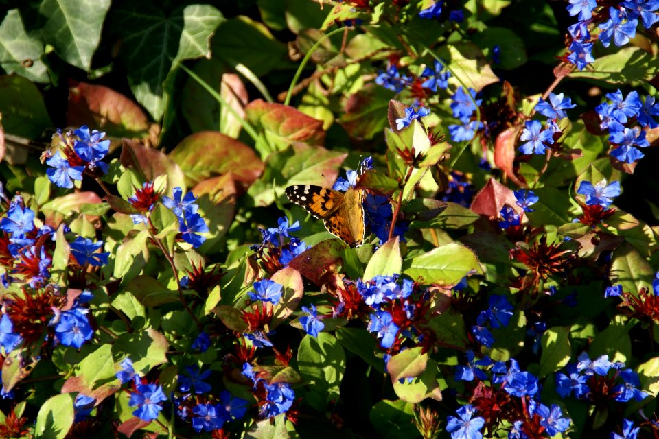 2013.10.01.144436_Vanessa_cardui_(Distelfalter)_(Painted_Lady)_Philosophenweg_Heidelberg