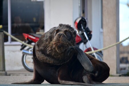 Costa marine wild animals
