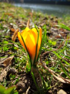 20130305Crocus_×_stellaris2