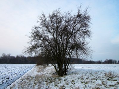 20130118Prunus_cerasifera_Hockenheim