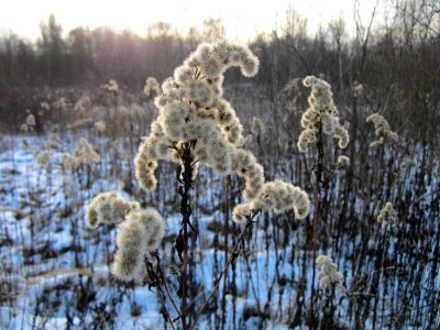 20130126Solidago_canadensis photo