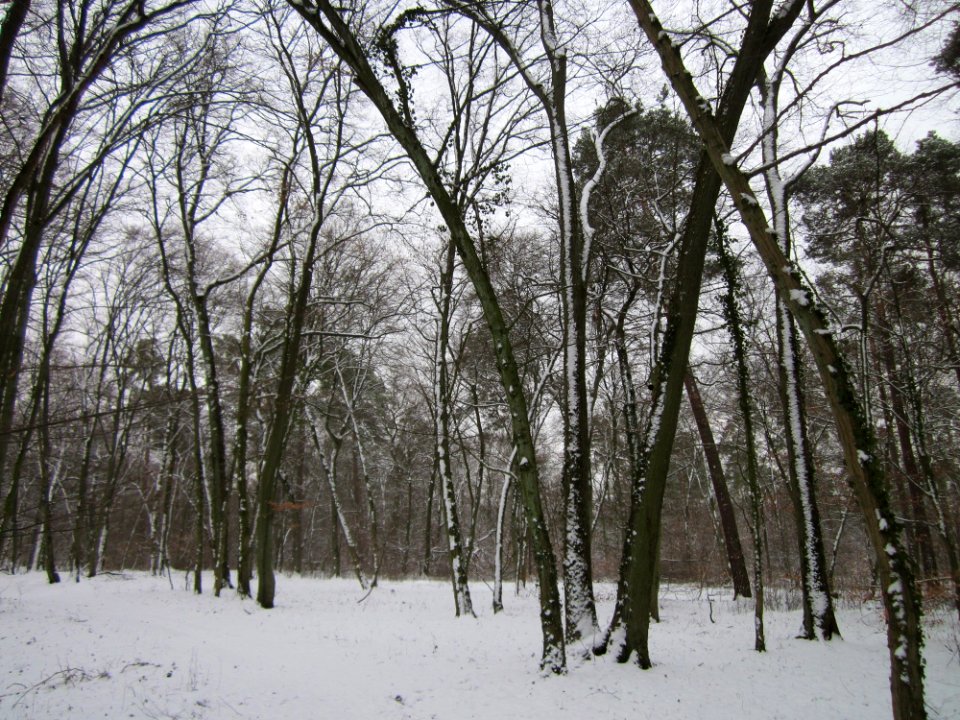 20130117Untere_Lusshart02