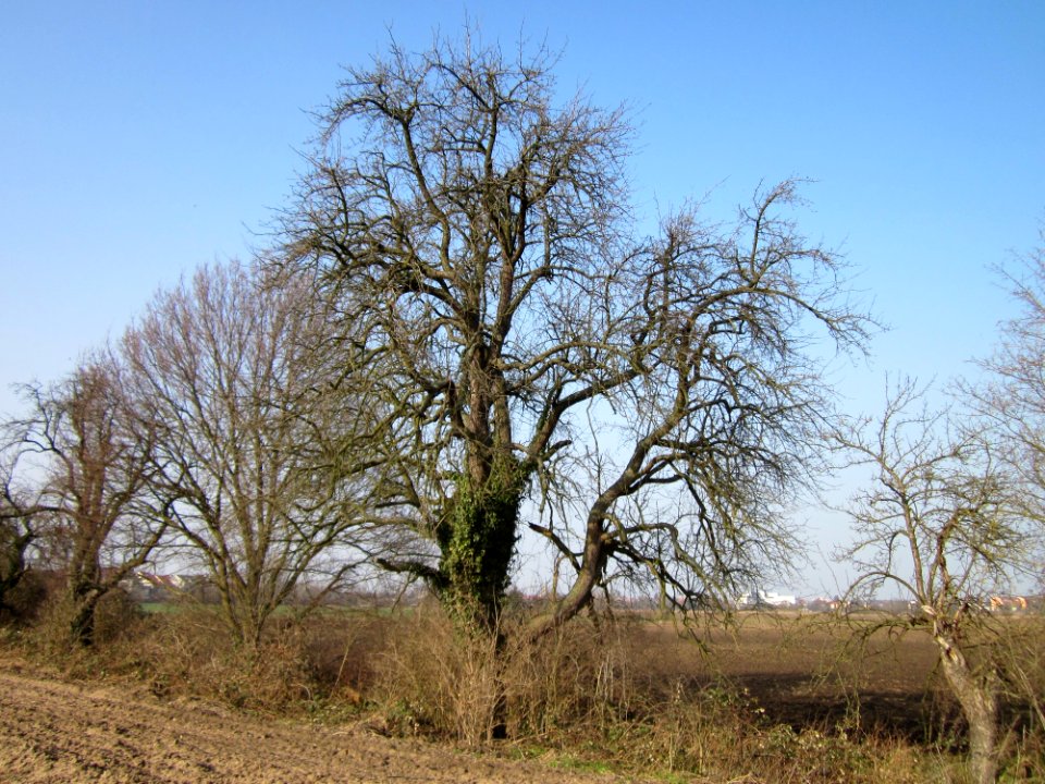 20130303Alter_Kraichbach_Hockenheim2