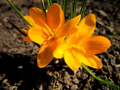 20130305Crocus_×_stellaris5