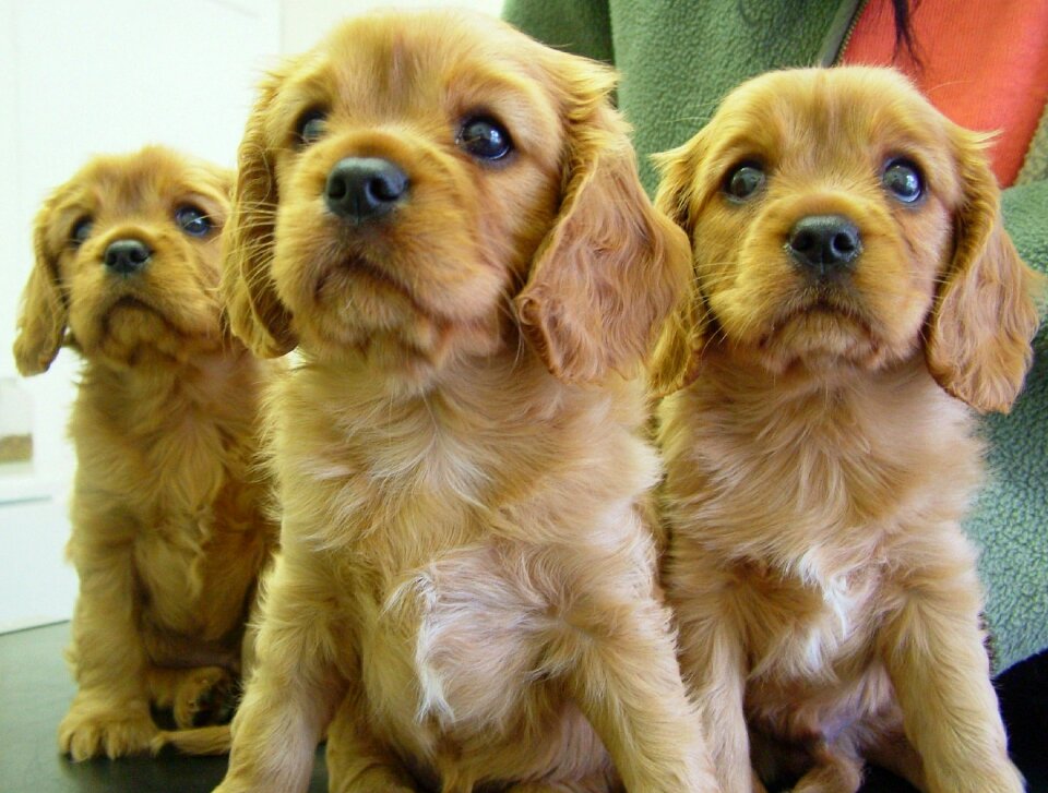 Cute purebred spaniel