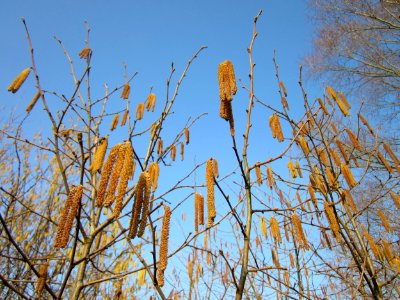 20130303Corylus_avellana2