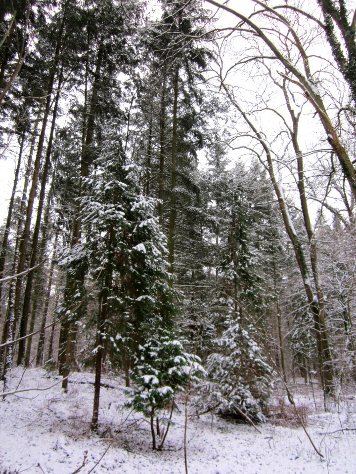 20130117Untere_Lusshart08