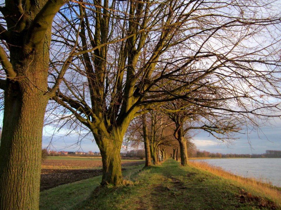 20130207Rheindamm_Altlussheim07