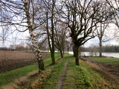 20130207Rheindamm_Altlussheim01