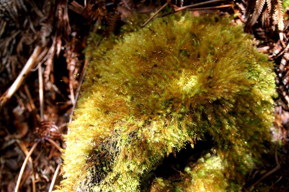 2013.10.31.120707_Moss_Iki_Lookout_Hawaii_Volcanoes_National_Park_Hawaii