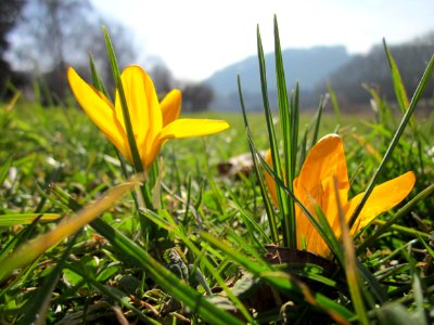 20130305Crocus_×_stellaris1