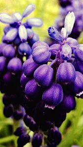 Purple macro flowers photo