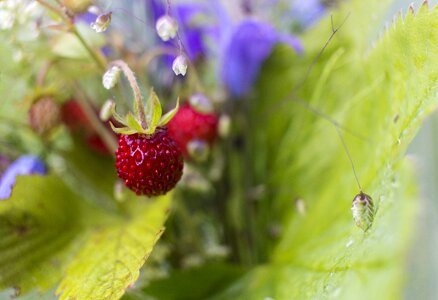 Red fruit berry