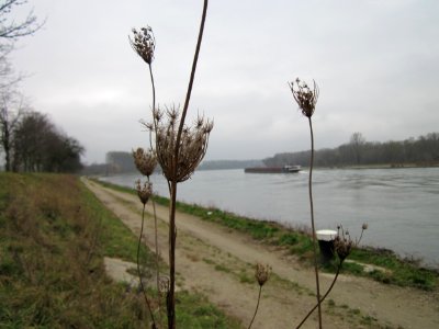 20130108Rhein_Altlussheim