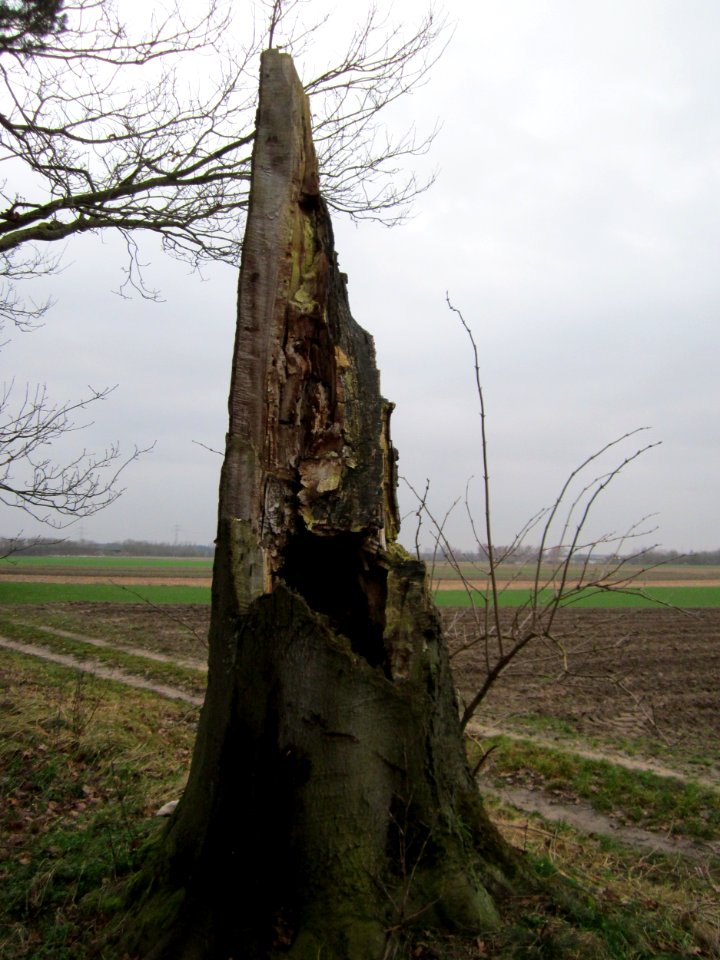 20130106Fagus_sylvatica2