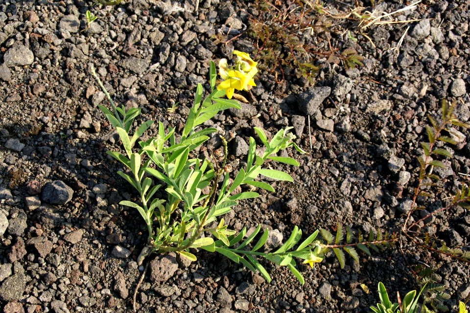 2013.10.31.150910_Rattlepod_(Crotalaria_retusa)_Chain_of_Craters_Road_Hawaii_Volcanoes_National_Park_Hawaii