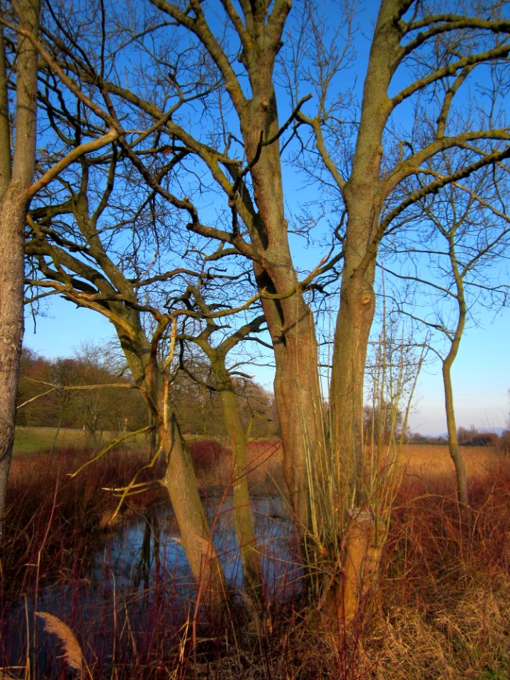 20130210Schleiwiese3