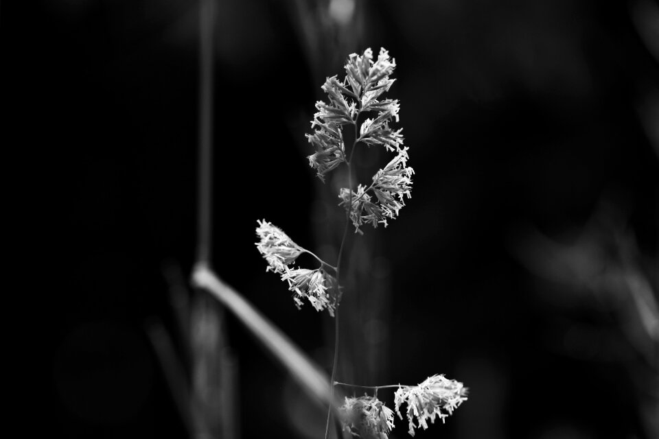 Summer macro black grass