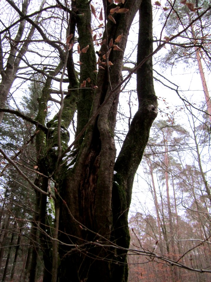 20130113Hainbuche_Reilinger_Eck4