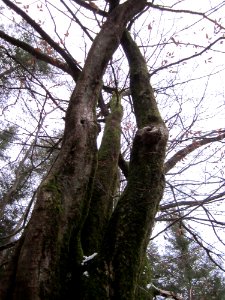 20130113Hainbuche_Reilinger_Eck5