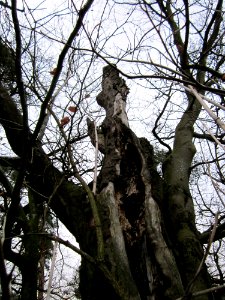 20130106Fagus_sylvatica4