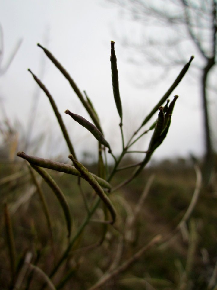 20130105Rauke_Altlussheim1