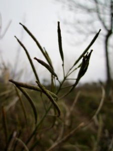 20130105Rauke_Altlussheim1