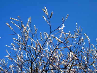 20130210Salweide_Rhein4
