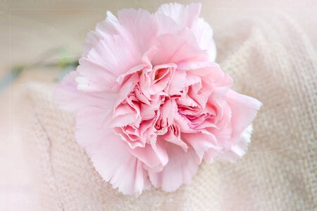 Blossom bloom carnation pink photo
