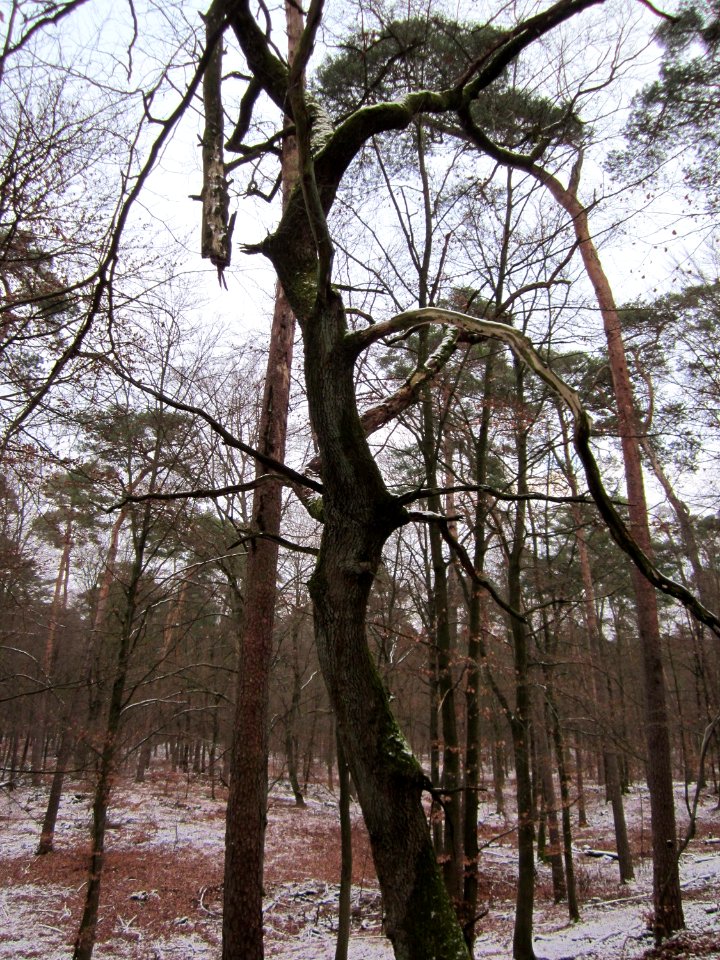 20130113Quercus_robur09
