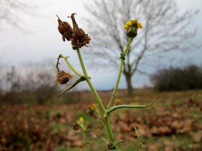 20130105Sonchus_asper3