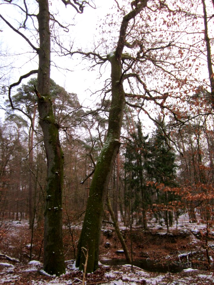 20130113Quercus_robur12