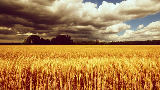 The grain wheat clouds