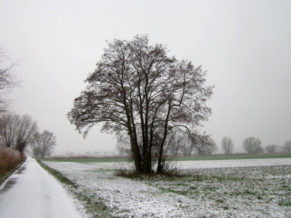20130116Hockenheimer_Rheinbogen09