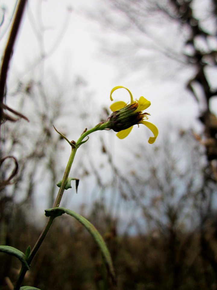 20130105Sonchus_asper1