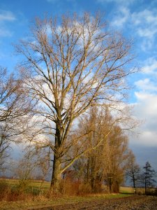 20130114Matthaeuswiesen2