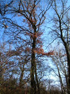 20130210Spaten19